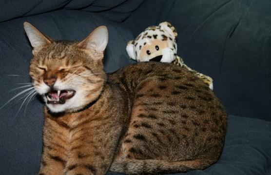 24 Cats Caught Mid-Sneeze 022