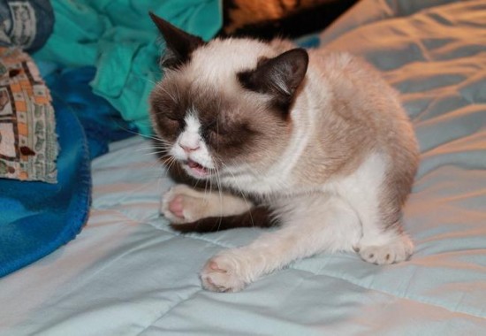 24 Cats Caught Mid-Sneeze 023
