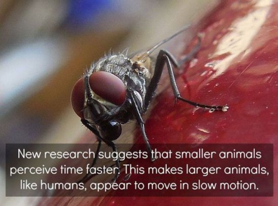30 Awesome Scientific Facts 002