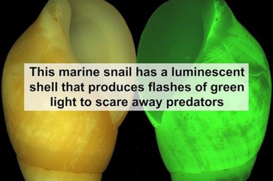 30 Awesome Scientific Facts 011