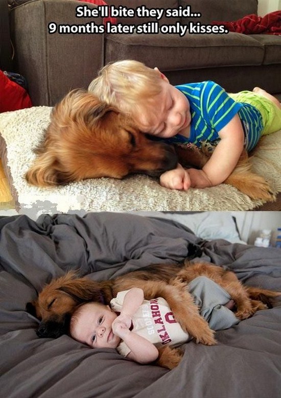 All dog owners can relate to these pictures001