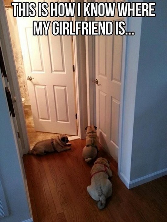 All dog owners can relate to these pictures002