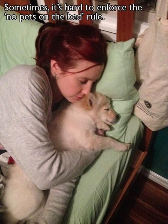All dog owners can relate to these pictures003