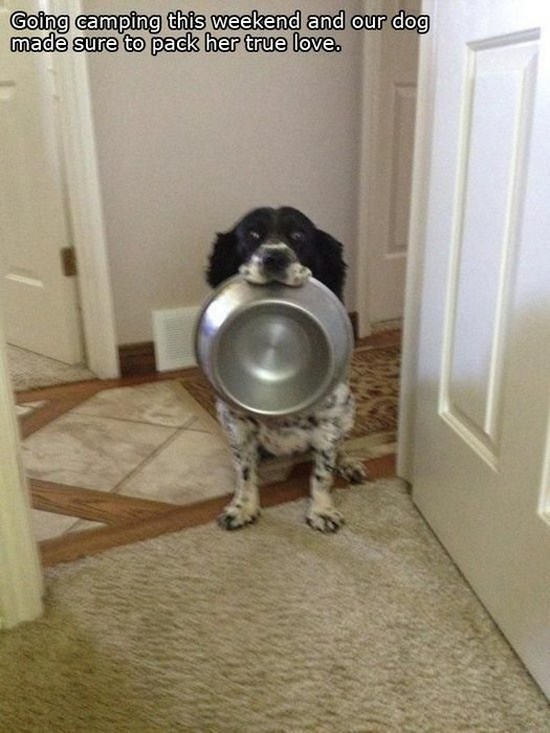 All dog owners can relate to these pictures004