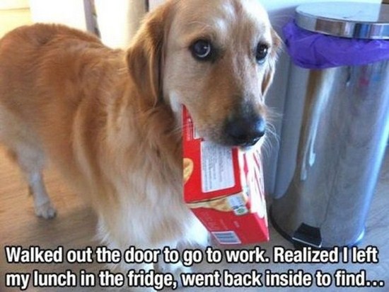 All dog owners can relate to these pictures005