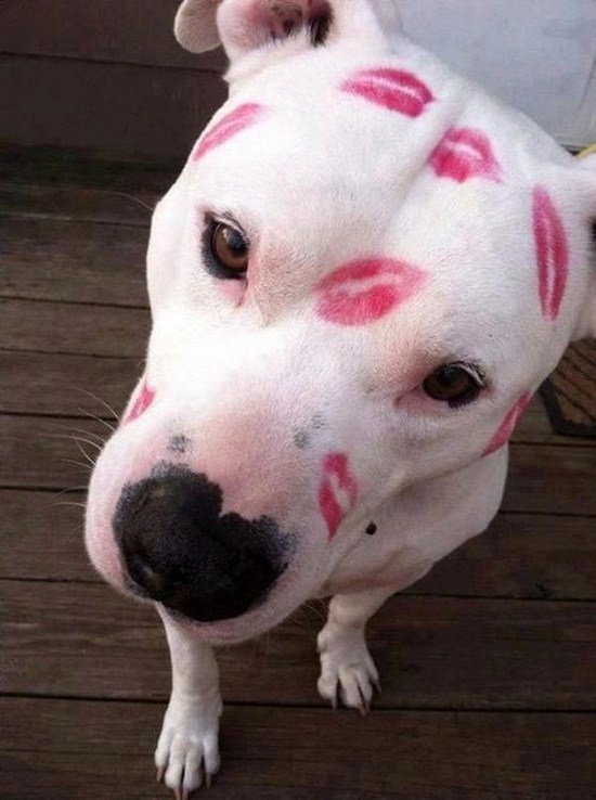All dog owners can relate to these pictures006