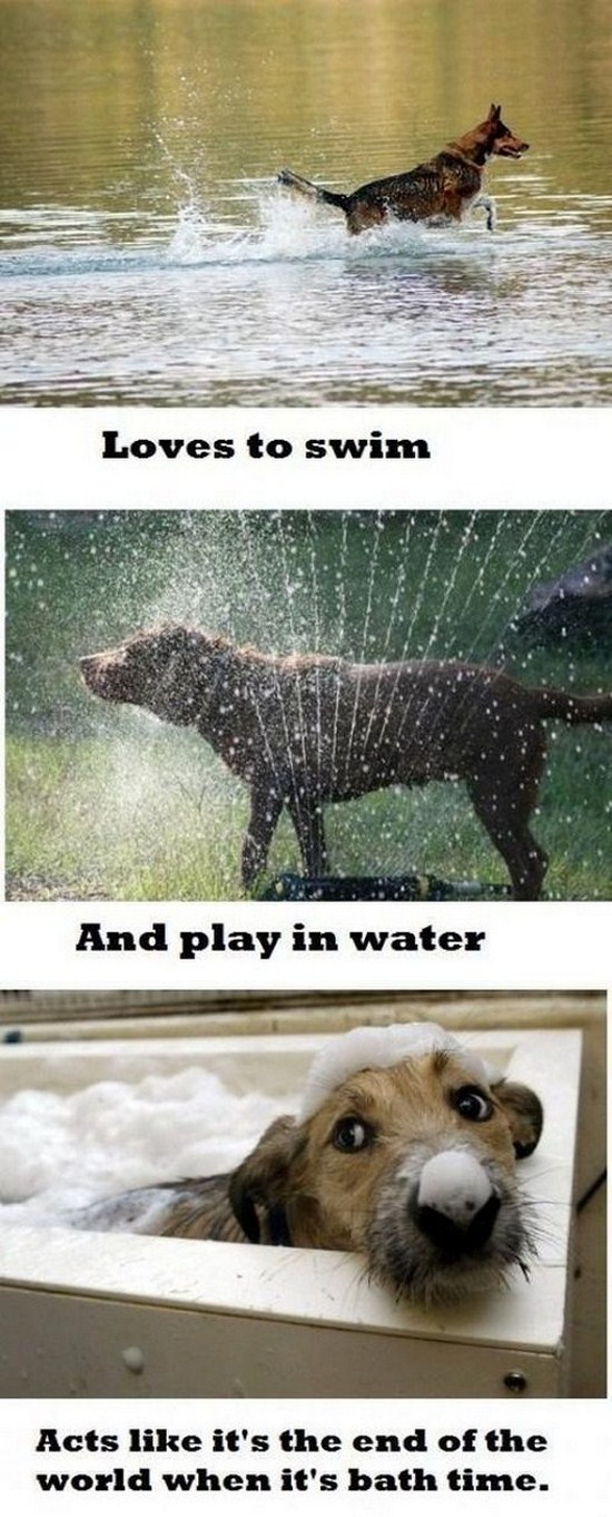 All dog owners can relate to these pictures007