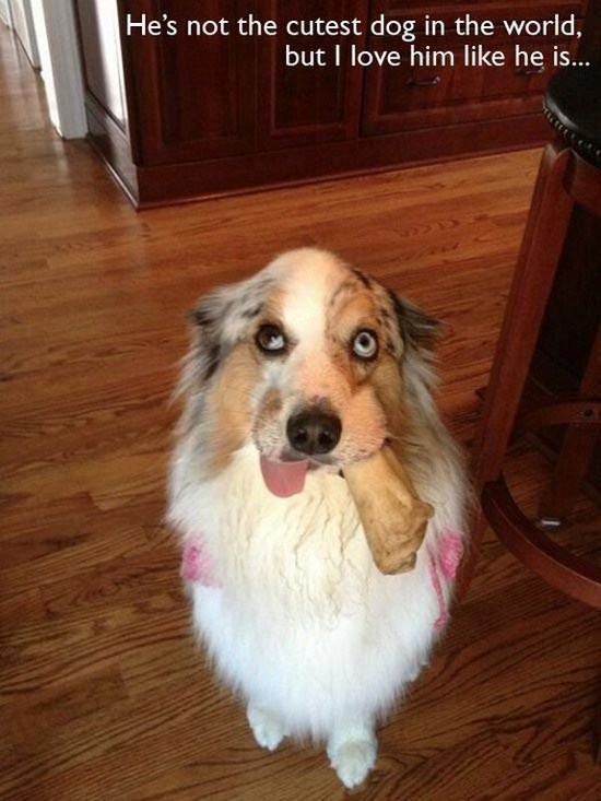 All dog owners can relate to these pictures009