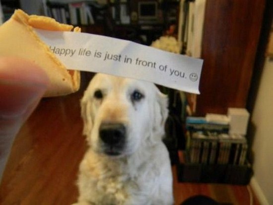 All dog owners can relate to these pictures013