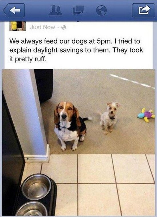 All dog owners can relate to these pictures014