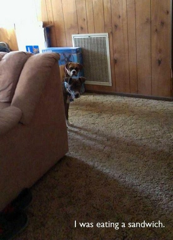 All dog owners can relate to these pictures015