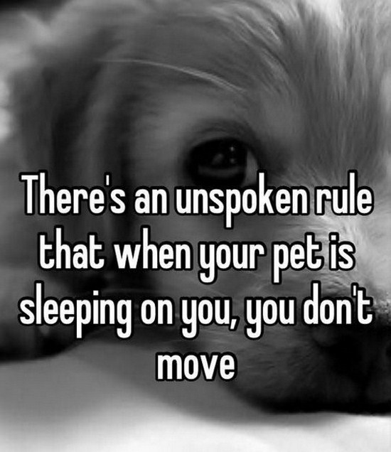All dog owners can relate to these pictures016