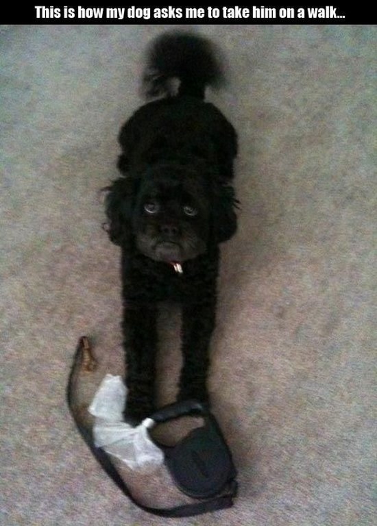 All dog owners can relate to these pictures017