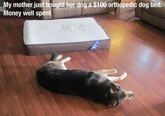 All dog owners can relate to these pictures018