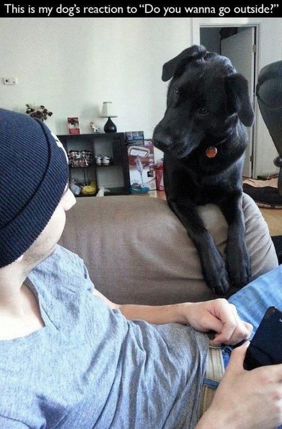 All dog owners can relate to these pictures019