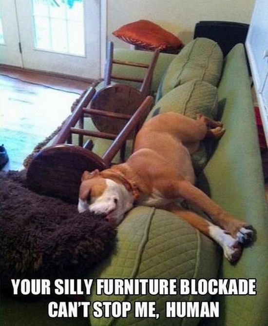 All dog owners can relate to these pictures021