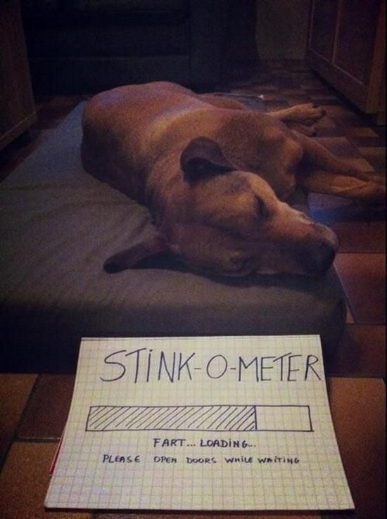 All dog owners can relate to these pictures022
