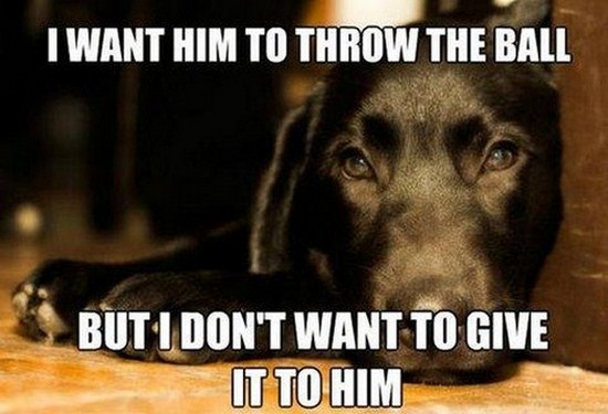 All dog owners can relate to these pictures023
