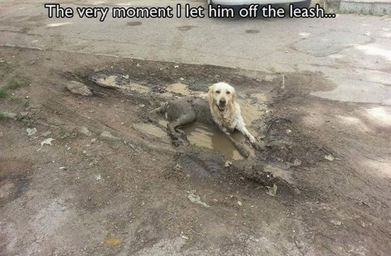 All dog owners can relate to these pictures024