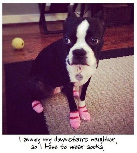 All dog owners can relate to these pictures025