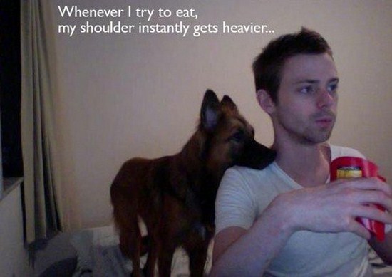 All dog owners can relate to these pictures026