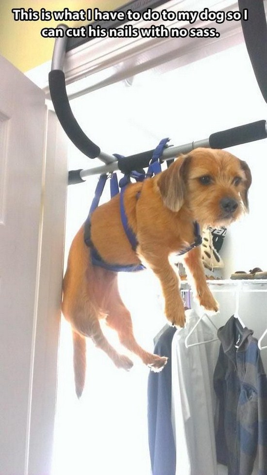 All dog owners can relate to these pictures027