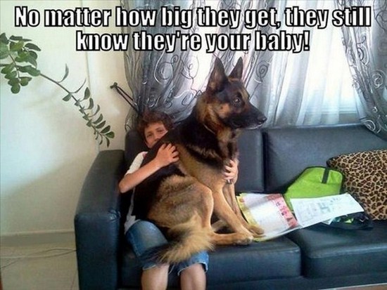 All dog owners can relate to these pictures028