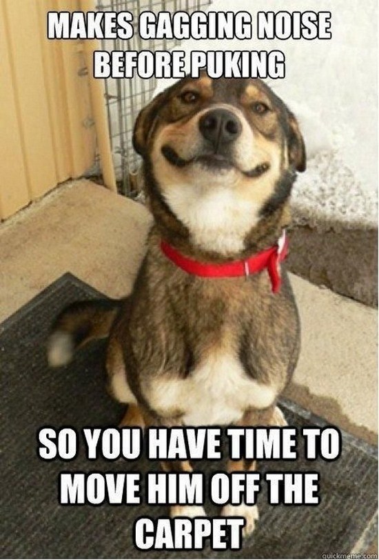 All dog owners can relate to these pictures029
