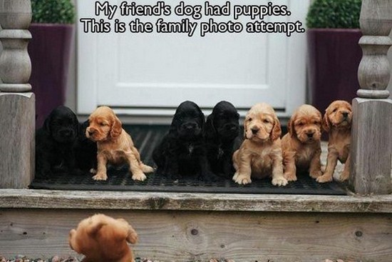 All dog owners can relate to these pictures030