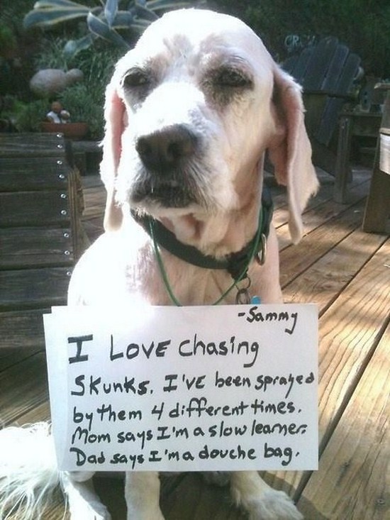 All dog owners can relate to these pictures032