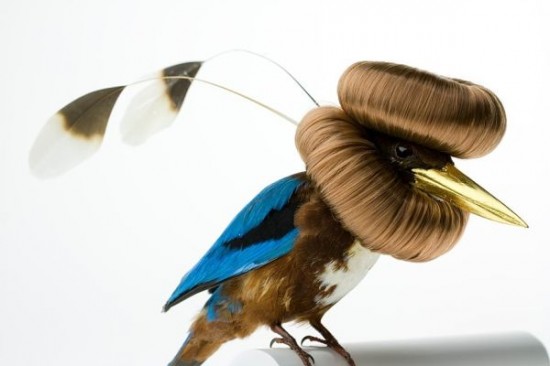Birds Dress Up In The Funkiest Of Hairstyles 001