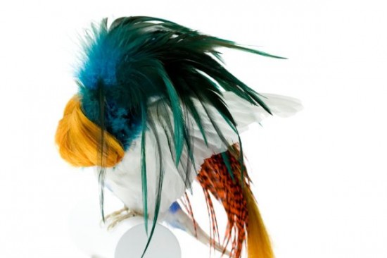 Birds Dress Up In The Funkiest Of Hairstyles 002
