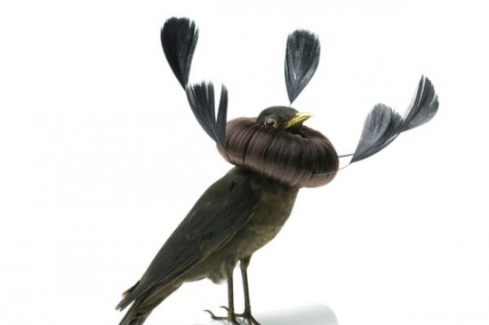 Birds Dress Up In The Funkiest Of Hairstyles 003