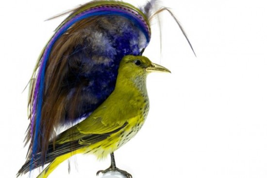 Birds Dress Up In The Funkiest Of Hairstyles 004