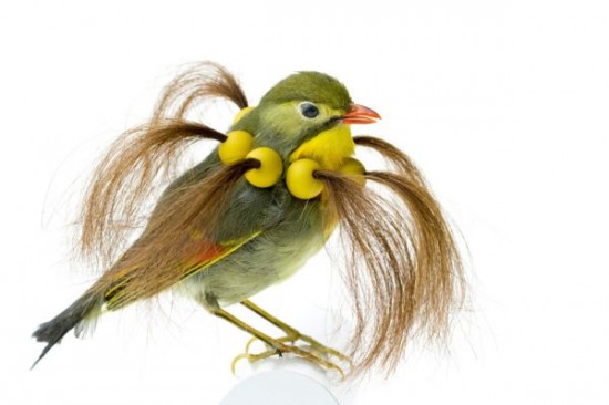 Birds Dress Up In The Funkiest Of Hairstyles 005