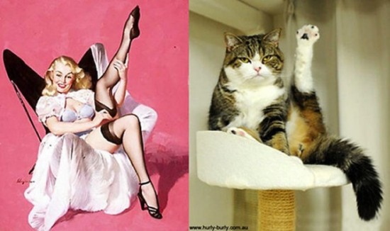 Cats-Who-Think-They-Are-Pin-Up-Girls-005