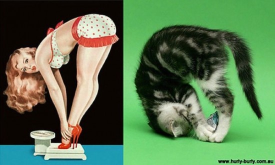 Cats-Who-Think-They-Are-Pin-Up-Girls-006