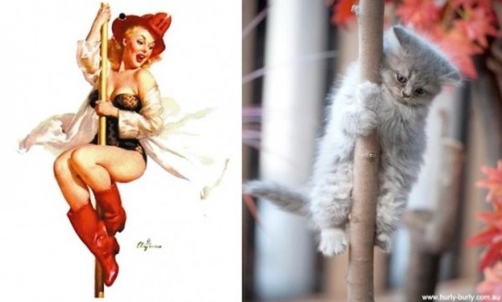 Cats-Who-Think-They-Are-Pin-Up-Girls-009