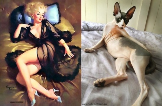 Cats-Who-Think-They-Are-Pin-Up-Girls-012