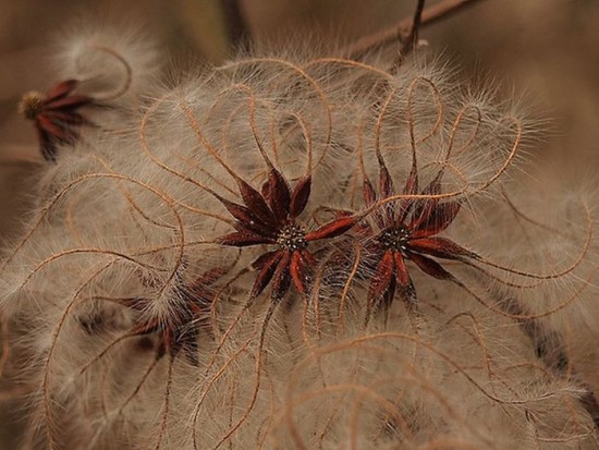 Clematis