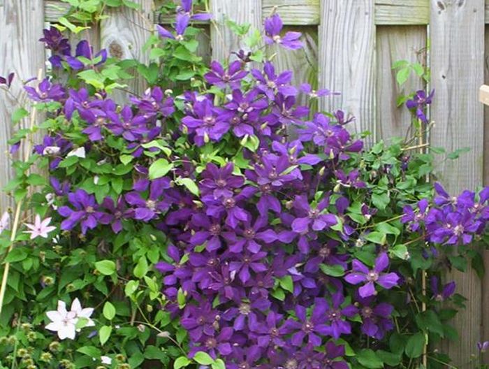 Clematis1