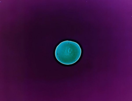 Close-ups Of Recreational Drugs 003