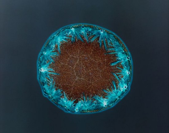Close-ups Of Recreational Drugs 010