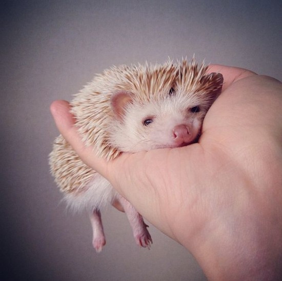 Meet Darcy, the cutest hedgehog on Instagram 001