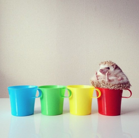Meet Darcy, the cutest hedgehog on Instagram 002