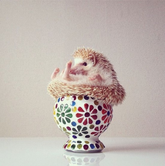 Meet Darcy, the cutest hedgehog on Instagram 003