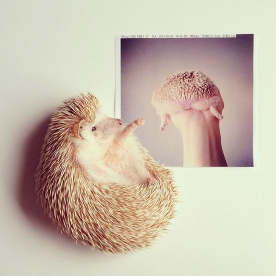 Meet Darcy, the cutest hedgehog on Instagram 004