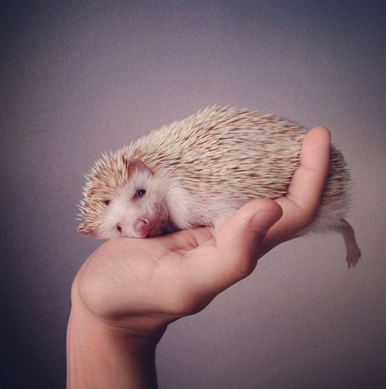 Meet Darcy, the cutest hedgehog on Instagram 005