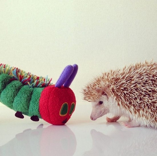 Meet Darcy, the cutest hedgehog on Instagram 008