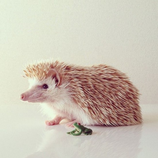 Meet Darcy, the cutest hedgehog on Instagram 009